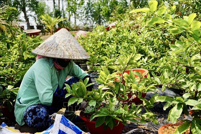 Chuẩn bị các chậu mai mini, mai bonsai để cung ứng ra thị trường. Ảnh: Xuân Anh - TTXVN