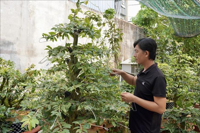 Anh Phạm Hoàng Tiện, chủ vườn mai vàng Lộc Phát, xã Bình Lợi, huyện Bình Chánh (thành phố Thủ Đức, Thành phố Hồ Chí Minh) chăm sóc những cây mai siêu bông để cung ứng ra thị trường dịp Tết. Ảnh: Xuân Anh - TTXVN