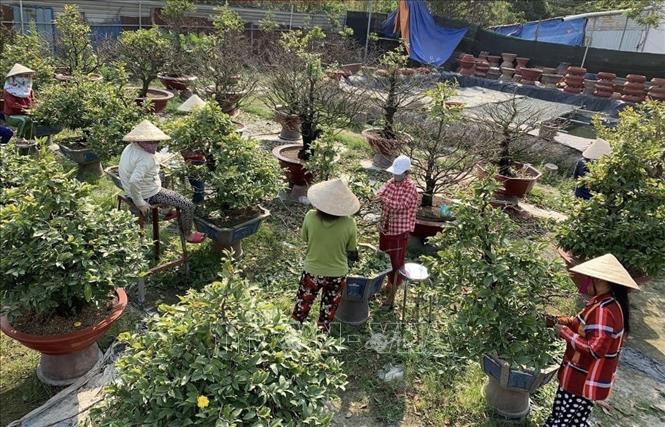 Hàng chục nhân công khẩn trương nhặt lá mai tại vườn mai Chí Công, thành phố Thủ Đức, Thành phố Hồ Chí Minh. Ảnh: Xuân Anh - TTXVN