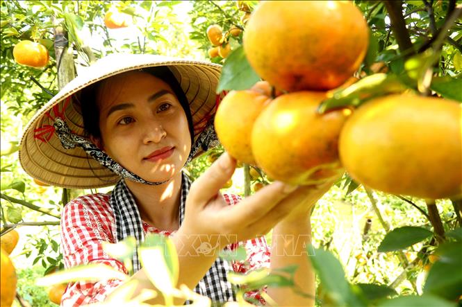 Chị Phạm Thị Mỹ Nhân, Vườn quýt hồng Chú Ba Muôi, quận Bình Thủy, TP.Cần Thơ cho biết, vườn quýt đang chín đều, trái rất đẹp. Ảnh: Thu Hiền - TTXVN