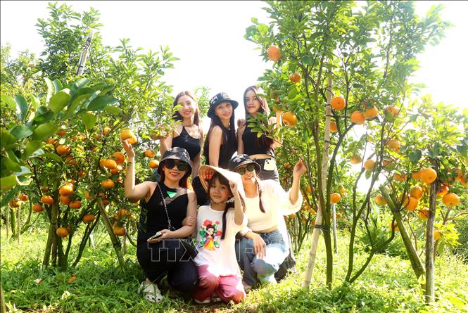 Rất nhiều bạn trẻ ở Cần Thơ và các tỉnh lân cận đến tham quan và chụp ảnh với vườn quýt hồng. Ảnh: Thu Hiền - TTXVN
