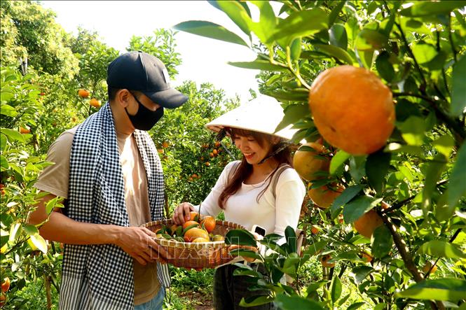 Khách tham quan và có thể mua quýt thưởng thức tại vườn với giá từ 40.000 - 60.000 đồng/kg. Ảnh: Thu Hiền - TTXVN