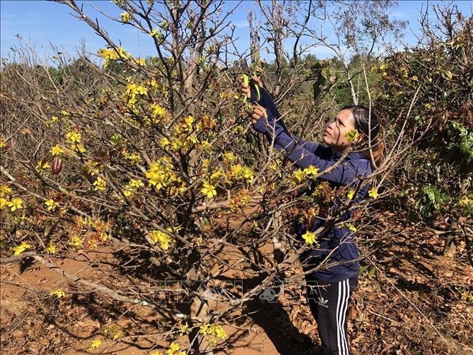 A flower grower cares for the tree by picking off leaves and dry branches. VNA Photo: Hồng Điệp
