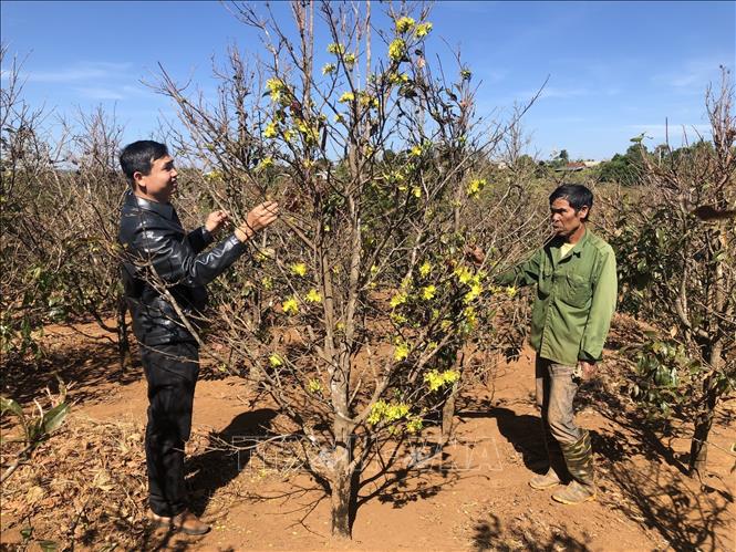 A flower grower cares for the yellow mai tree by picking off leaves and dry branches. VNA Photo: Hồng Điệp