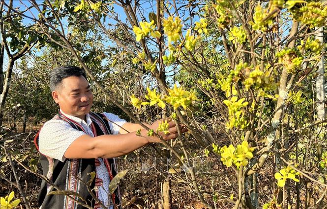 A flower grower cares for the tree by picking off leaves and dry branches. VNA Photo: Hồng Điệp