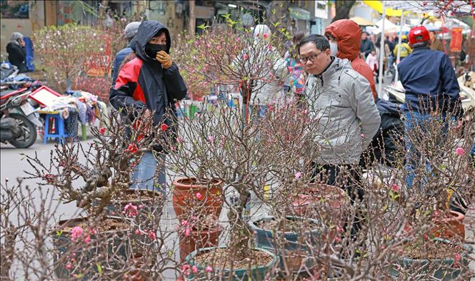 Hoa đào được bày bán trên phố Hàng Lược. Ảnh: Trần Việt - TTXVN