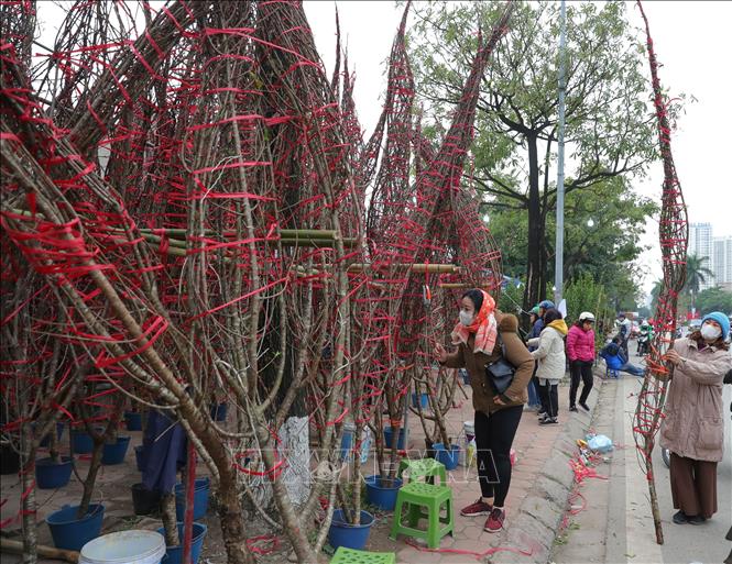 Những cành đào đủ mọi kích cỡ được bày bán tại chợ hoa quận Hoàng Mai. Ảnh: Hoàng Hiếu - TTXVN