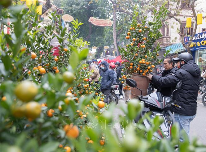 Một người dân mua được cây quất phù hợp tại chợ hoa Hàng Lược về chơi Tết. Ảnh: Hoàng Hiếu - TTXVN