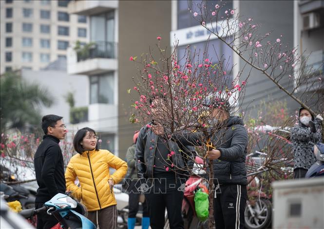 Người dân chọn mua đào cành tại chợ hoa Quảng Bá (quận Tây Hồ). Ảnh: Hoàng Hiếu - TTXVN