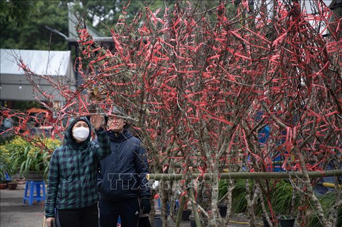 Người dân chọn mua đào tại chợ hoa quận Hai Bà Trưng. Ảnh: Hoàng Hiếu - TTXVN