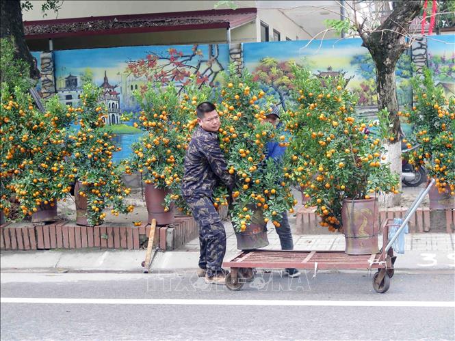 Gian hàng bán quất cảnh tại Chợ hoa chợ Tết trên địa bàn thành phố Thái Nguyên. Ảnh: Quân Trang - TTXVN 