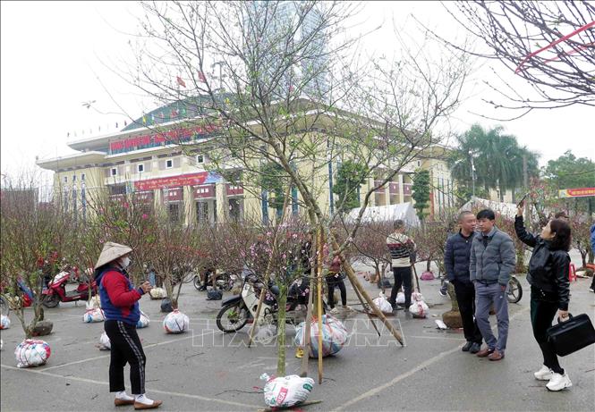 Khu vực bán đào trên đường Đội Cấn (Thái Nguyên). Ảnh: Quân Trang - TTXVN  