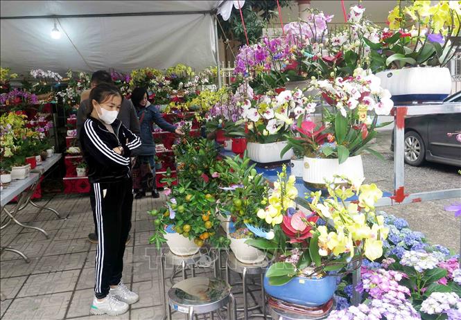 Gian hàng bán các loại hoa lan trên tuyến đường Hùng Vương (Thái Nguyên). Ảnh: Quân Trang - TTXVN 