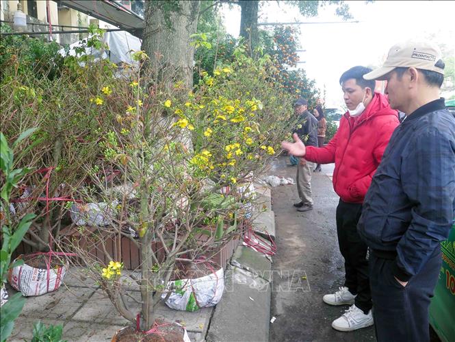 Người dân lựa chọn mua hoa trưng Tết. Ảnh: Quân Trang - TTXVN 