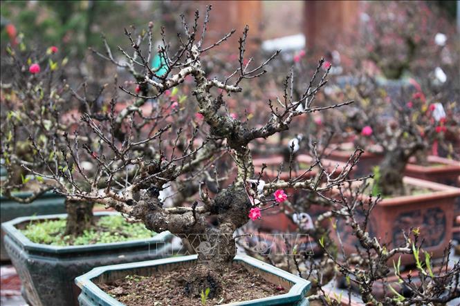 The distinct beauty of That thon peach trees. VNA Photo: Hoàng Hiếu