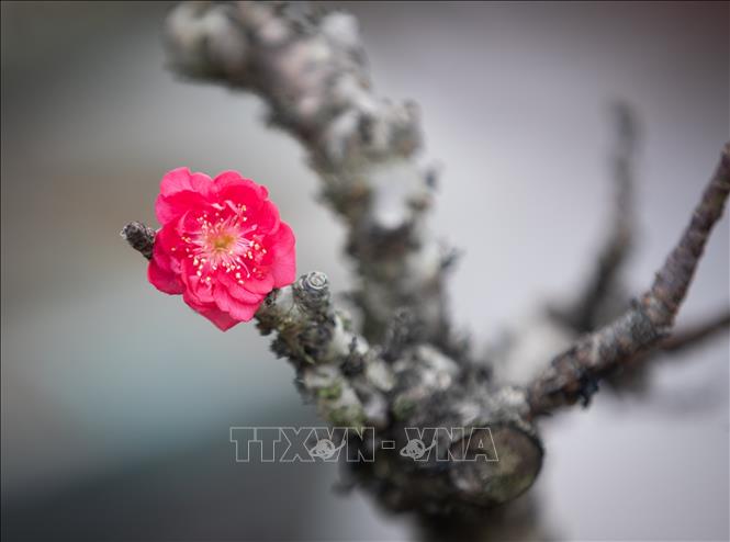 The red and large flowers with thick wings and yellow stamens blooming on the rough tree branches creates the exquisite beauty of That thon peach trees. VNA Photo: Hoàng Hiếu