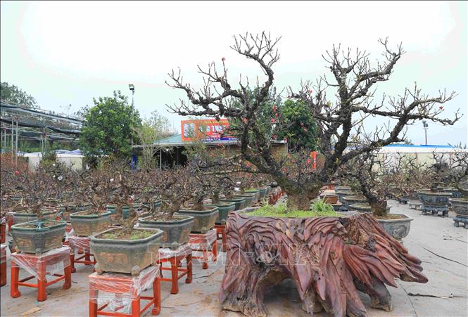 A 20-year old That thon peach tree stand out in a garden in Nhat Tan village. VNA Photo: Hoàng Hiếu