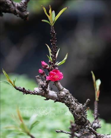 That thon bonsai have rare flowers. VNA Photo: Hoàng Hiếu