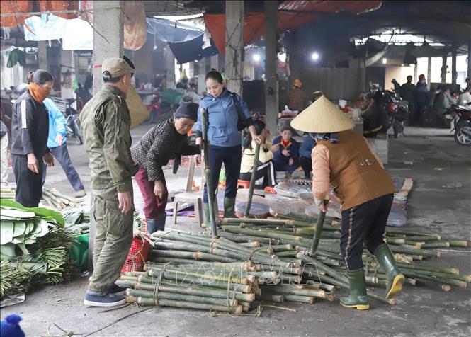Người dân lựa chọn, mua ống giang để về chẻ thành dây lạt dùng để buộc, gói bánh chưng dịp Tết. Ảnh: Xuân Tiến - TTXVN 