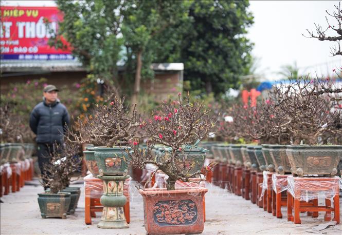That thon peach bonsais require complicated care. VNA Photo: Hoàng Hiếu