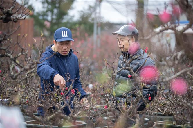 Customers search for That thon peach bonsais in Nhat Tan village. VNA Photo: Hoàng Hiếu