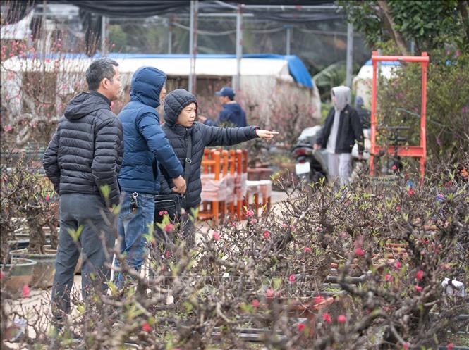 Customers search for That thon peach bonsais in Nhat Tan village. VNA Photo: Hoàng Hiếu