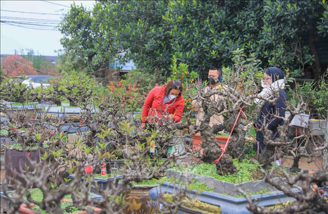 Customers search for That thon peach bonsais in Nhat Tan village. VNA Photo: Hoàng Hiếu