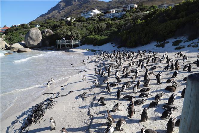 Bãi biển Boulders, điểm du lịch nổi tiếng ở thành phố Cape Town, là nhà của hàng ngàn chú chim cánh cụt. Ảnh: Hồng Minh - phóng viên TTXVN tại Pretoria, Nam Phi