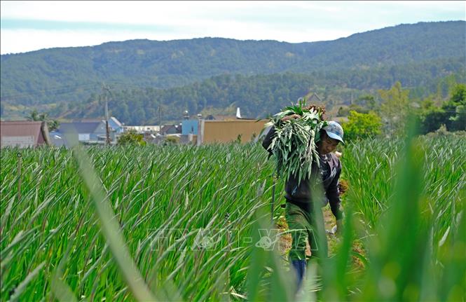 Flower grower harvests gladiolus flower. VNA Photo: Nguyễn Dũng