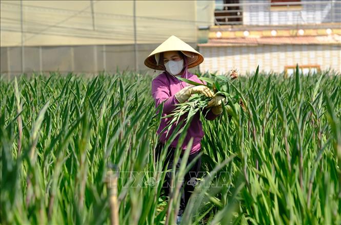 A flower grower harvests gladiolus early to meet markets' demand. VNA Photo: Nguyễn Dũng