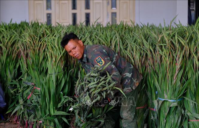 Flower growers harvest gladiolus in Lam Dong province. VNA Photo: Nguyễn Dũng