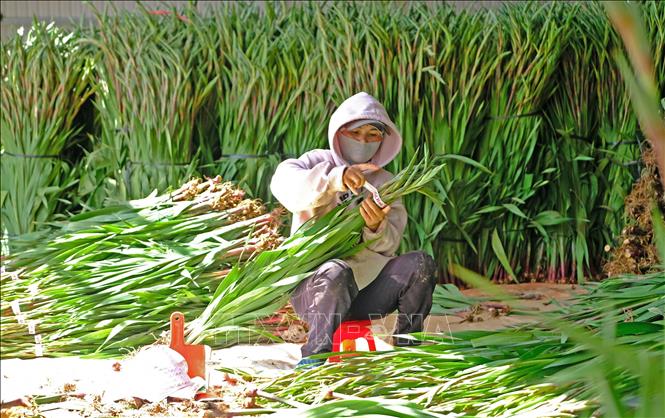 Flower growers harvest gladiolus in Lam Dong province. VNA Photo: Nguyễn Dũng