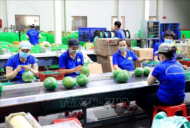 Ggreen-skinned pomelo of Mo Cay district, Ben Tre province has been exported to the EU, the Netherlands, the US, Germany, New Zealand, Australia, China and Korea. VNA Photo: Hồng Đạt