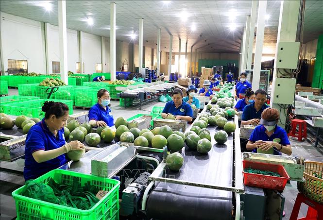 Ggreen-skinned pomelo of Mo Cay district, Ben Tre province has been exported to the EU, the Netherlands, the US, Germany, New Zealand, Australia, China and Korea. VNA Photo: Hồng Đạt