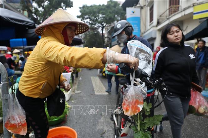 Cá chép đỏ luôn là lễ vật số 1 của bất cứ mâm cỗ cúng ông Công, ông Táo nào. Ảnh: Minh Quyết – TTXVN