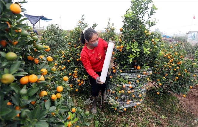 Người trồng quất tại xã Đông Hòa (thành phố Thái Bình) tất bật đánh cây để chuyển đến khách hàng. Ảnh: Thế Duyệt – TTXVN 