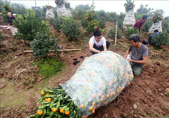 Người trồng quất tại xã Đông Hòa (thành phố Thái Bình) tất bật đánh cây để chuyển đến khách hàng. Ảnh: Thế Duyệt – TTXVN 