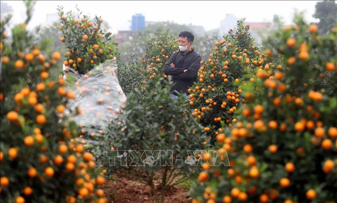 Khách đến xem và chọn mua quất tại xã Đông Hòa (thành phố Thái Bình). Ảnh: Thế Duyệt – TTXVN 