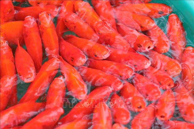 Cá chép vàng - “phương tiện” di chuyển của các Táo - vật không thể thiếu mỗi dịp ông Công ông Táo. Ảnh: Hoàng Hiếu - TTXVN