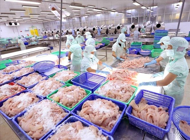 Việt Nam xuất khẩu sang Romania chủ yếu là xơ, sợi dệt các loại; hàng thủy sản; máy vi tính, sản phẩm điện tử và linh kiện; sản phẩm từ sắt thép; cà phê…Trong ảnh: Chế biến cá tra xuất khẩu tại nhà máy của Công ty XNK thủy sản Cửu Long An Giang. Ảnh: Vũ Sinh – TTXVN