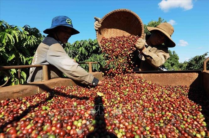 Việt Nam xuất khẩu sang Romania chủ yếu là xơ, sợi dệt các loại; hàng thủy sản; máy vi tính, sản phẩm điện tử và linh kiện; sản phẩm từ sắt thép; cà phê…Trong ảnh: Thu hoạch cà phê ở vùng trồng của Công ty Simexco Daklak (thành phố Buôn Ma Thuột, Đắk Lắk). Ảnh: Vũ Sinh - TTXVN