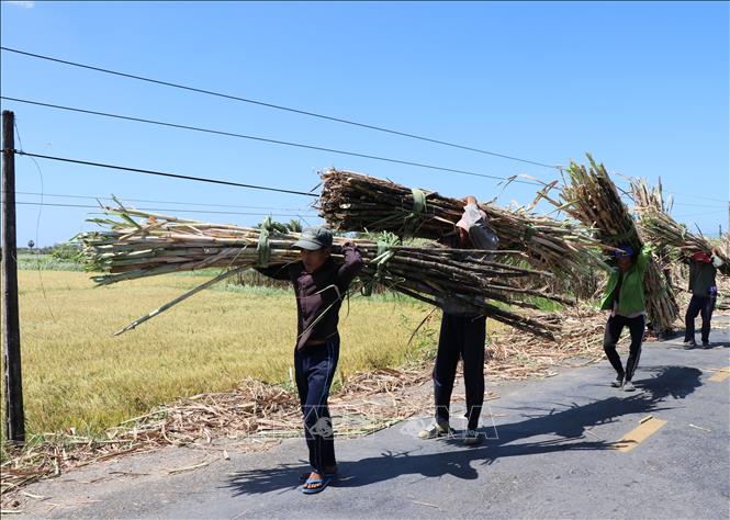 Nông dân xã An Quảng Hữu, huyện Trà Cú thu hoạch mía. Ảnh: Thanh Hoà- TTXVN