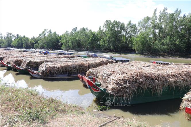 Các ghe đầy ắp mía chờ đến lượt đưa vào Nhà máy của Công ty Mía đường Trà Vinh tại xã Lưu Nghiệp Anh, huyện Trà Cú. Ảnh: Thanh Hoà- TTXVN