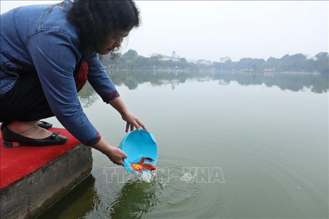 Sau khi xong lễ, cá chép được đem thả phóng sinh ở ao hồ, sông suối gần nhà với ý nghĩa cá chép hoá rồng, làm phương tiện đưa các Táo trở về thiên đình. Bên cạnh đó, việc phóng sinh cá chép vào ngày này còn thể hiện tấm lòng nhân hậu, đức độ và thiện lương của gia chủ. Ảnh: Minh Quyết - TTXVN