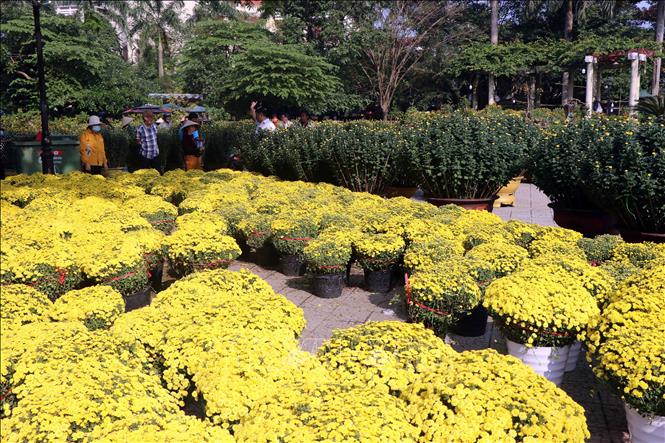 Hàng ngàn chậu hoa cúc vàng được bày bán tại chợ hoa Tết, khu vực Trung tâm văn hoá tỉnh ở thành phố Huế. Ảnh: Đỗ Trưởng - TTXVN