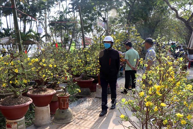 Khu vực bày bán các loại mai vàng thu hút đông người dân đến xem, mua sắm. Ảnh: Đỗ Trưởng - TTXVN