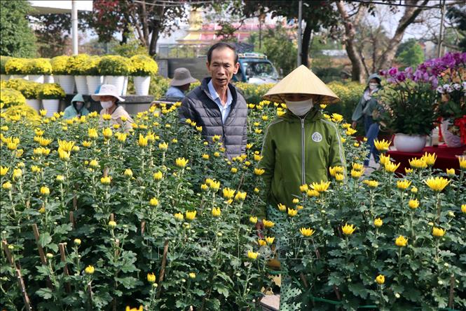 Hàng ngàn chậu hoa cúc vàng được bày bán tại chợ hoa Tết khu vực Trung tâm văn hoá tỉnh ở thành phố Huế. Ảnh: Đỗ Trưởng - TTXVN