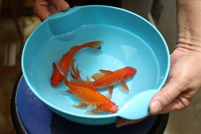 Cá chép sống được cho ra chiếc chậu nhỏ, đặt cạnh mâm lễ vật để cúng. Ảnh: Minh Quyết - TTXVN