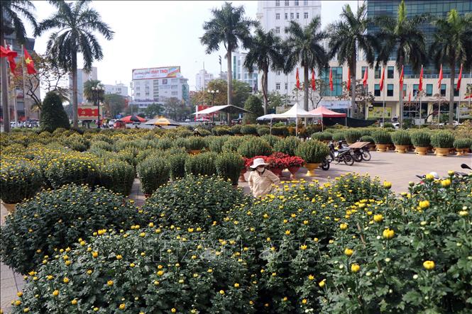 Hàng ngàn chậu hoa cúc vàng được bày bán tại chợ hoa Tết khu vực Trung tâm văn hoá tỉnh ở thành phố Huế. Ảnh: Đỗ Trưởng - TTXVN