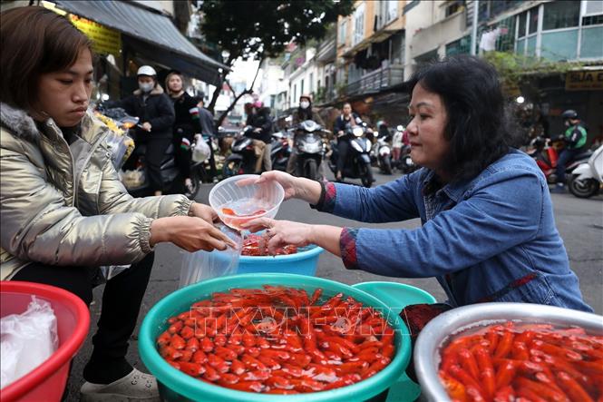 Theo truyền thuyết, cá chép là phương tiện duy nhất có thể đưa Táo Quân về trời. Bởi thế, vào ngày này, các gia đình đều cúng cá chép. Một số gia đình mua cá chép giấy, tuy nhiên phần lớn đều mua 3 con cá chép đỏ thả vào chậu nước đặt cạnh mâm cỗ cúng. Ảnh: Minh Quyết - TTXVN